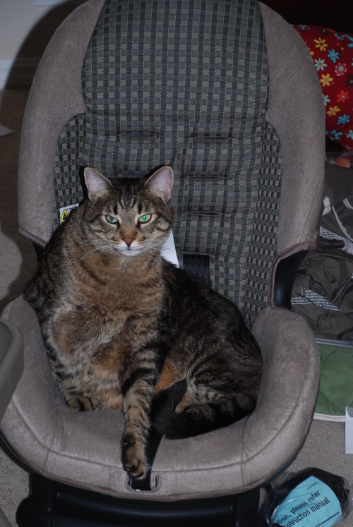 kitty-car-seat kitty-car-seat