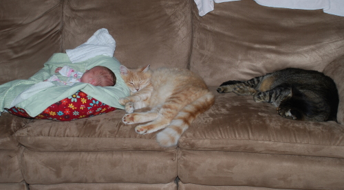 anna-cats