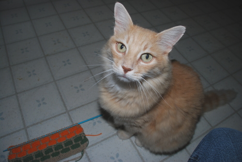 crafty-kitty