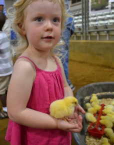 chicks